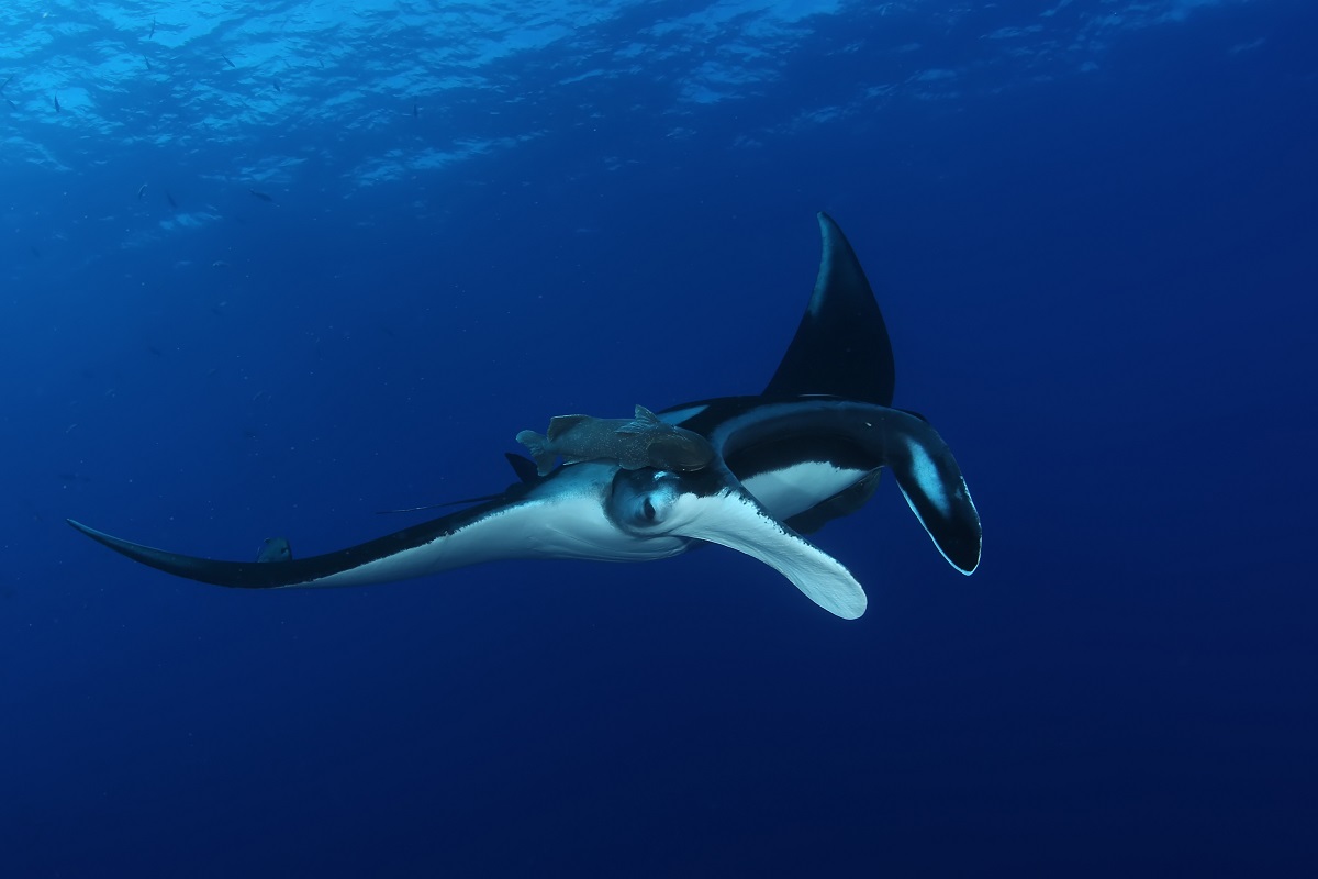 Manta 2