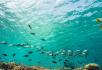 PADI Course: AWARE - Fish Identification