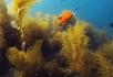 PADI Underwater Naturalist course