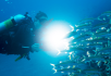 night diver