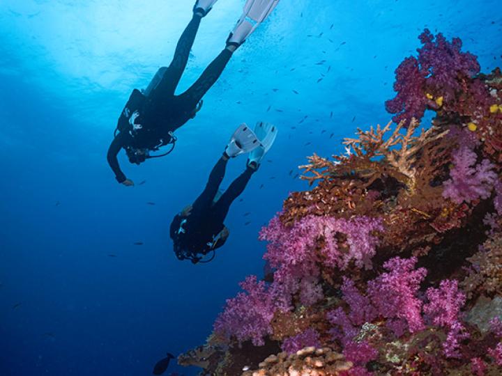 Two divers swimming through coral.