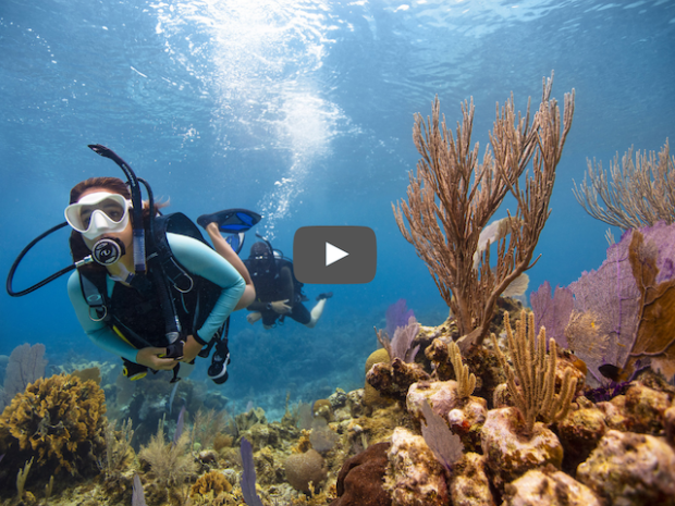 Learn to Dive