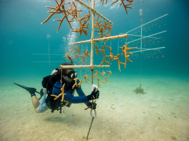 Citizen science