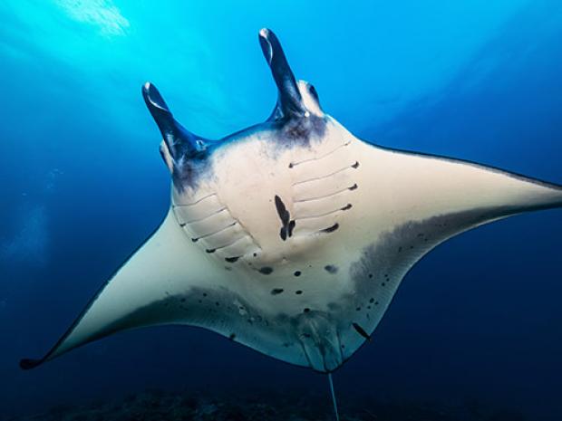 sting ray