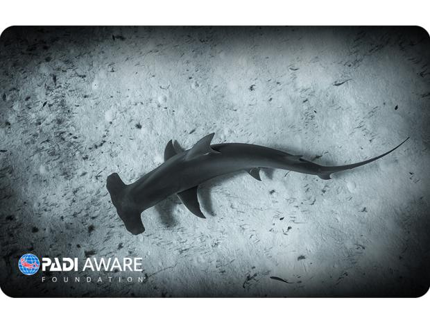 Hammerhead shark certification card