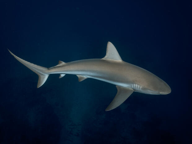 Image of a shark