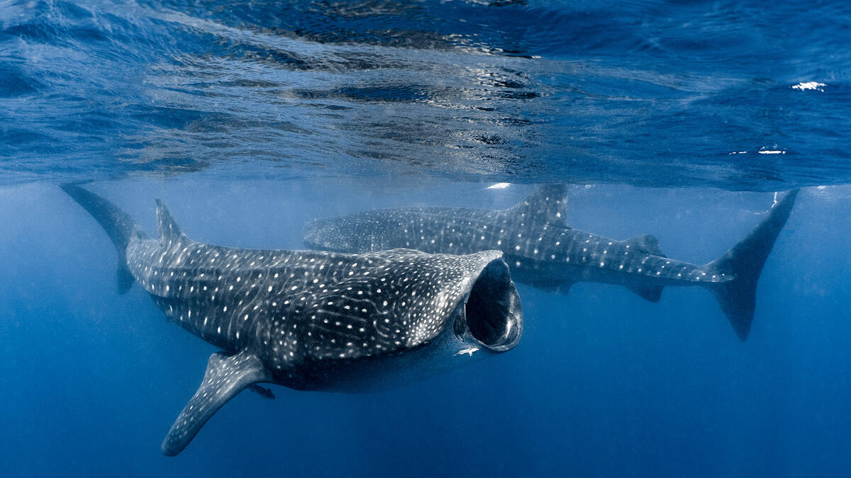 Shark Hero 3